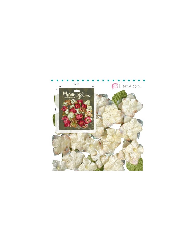 Hydrangeas blanc crème